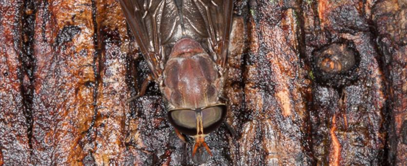 image of Horse Fly on tree trunk