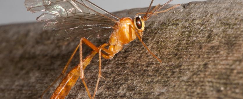 image of an Ichneumon Wasp on tree trunk