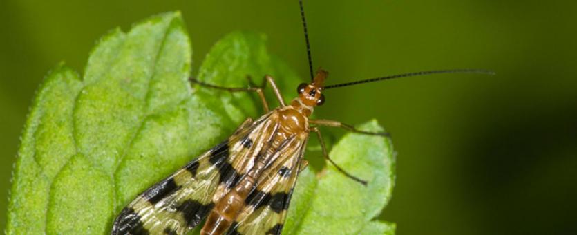 Photo of a female scorpionfly perched on a leaf.