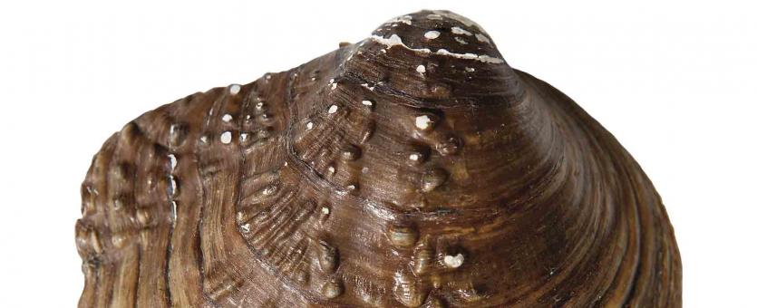 Photograph of Purple Wartyback freshwater mussel shell exterior view