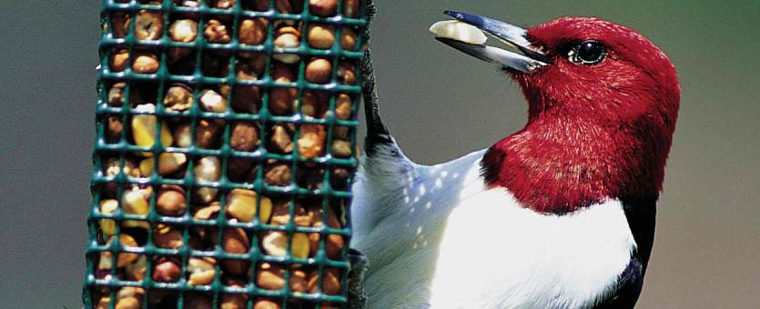 Photograph of a red-headed woodpecker at a bird feeder