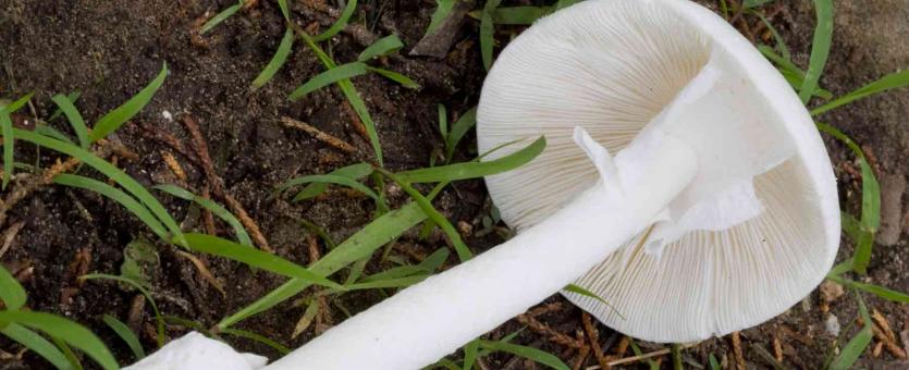 Photo of destroying angel showing large saclike cup around the base of stalk
