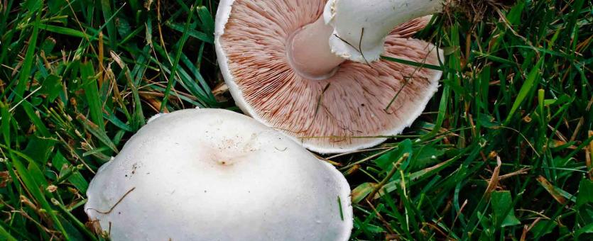 Photo of two meadow mushrooms, at different angles, white with pinkish tan gills