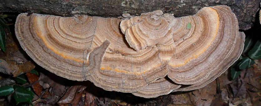 Photo of multicolor gill polypore, a colorfully zoned bracket fungus on a log