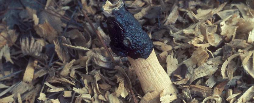Photo of an aging Ravenel's stinkhorn, a column-shaped fungus with dark spores