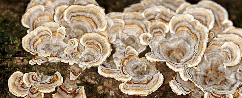 Photo of big cluster of turkey tails, bracket fungus with concentric color rings