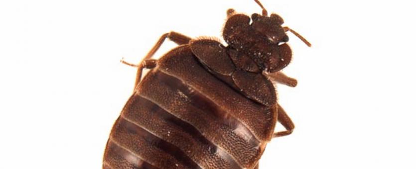 Photo of a common bed bug with a white background.
