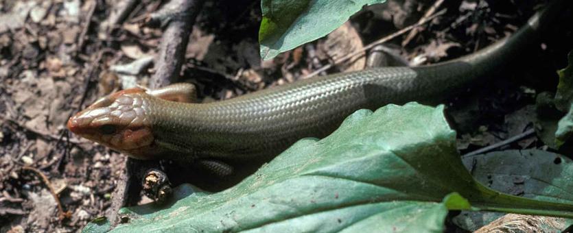 Photo of Broad-headed skink on ground among leaves
