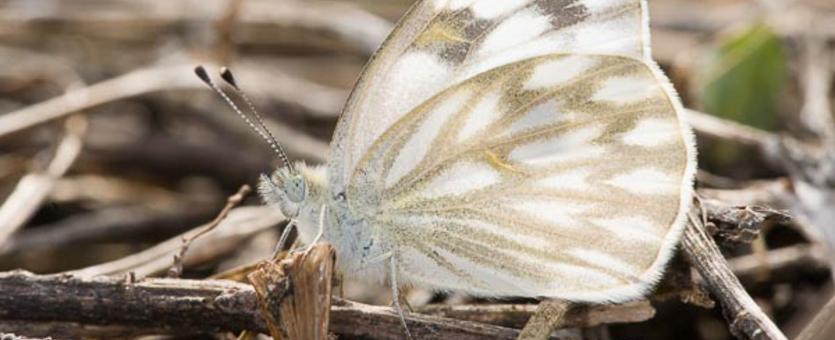 image of a Checkered White, Twigs