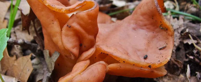 Photo of gabled false morel, a floppy, orange club fungus