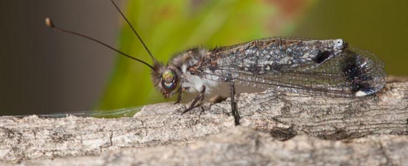 image of a Four-Spotted Owlfly