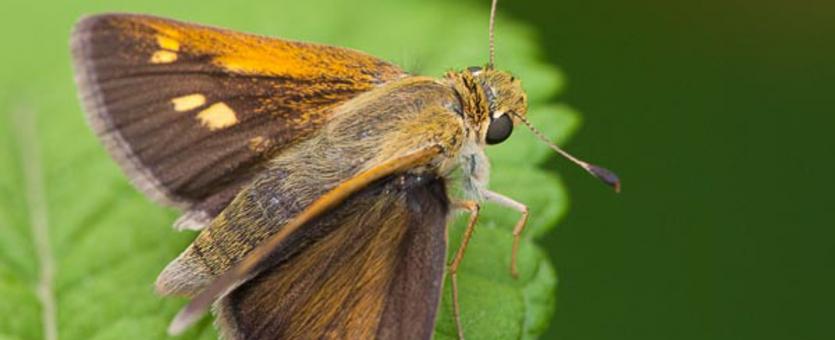 image of a Tawny-Edged Skipper, Wings Spread