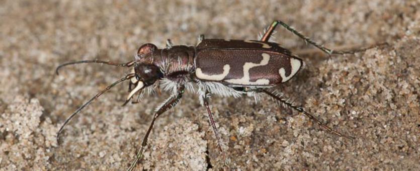 image of a bronzed or common shore tiger beetle