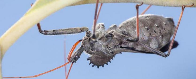 image of a Wheel Bug, Side View