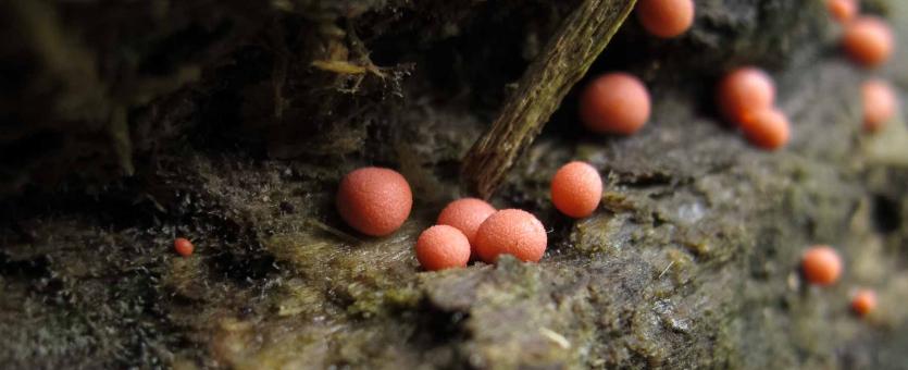 Photo of wolf's-milk slime, a small pinkish rounded slime mold
