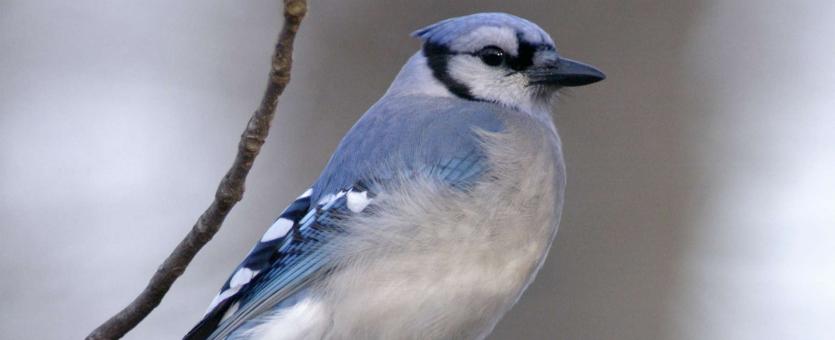 Photo of blue jay perched on branch