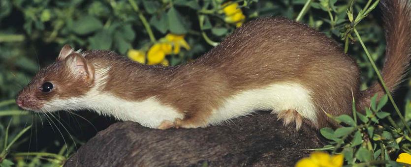 Photo of long-tailed weasel