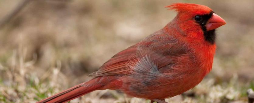 Photo of male northern cardinal