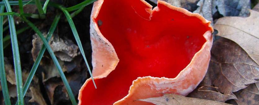Photo of a scarlet cup mushroom growing on fallen sticks