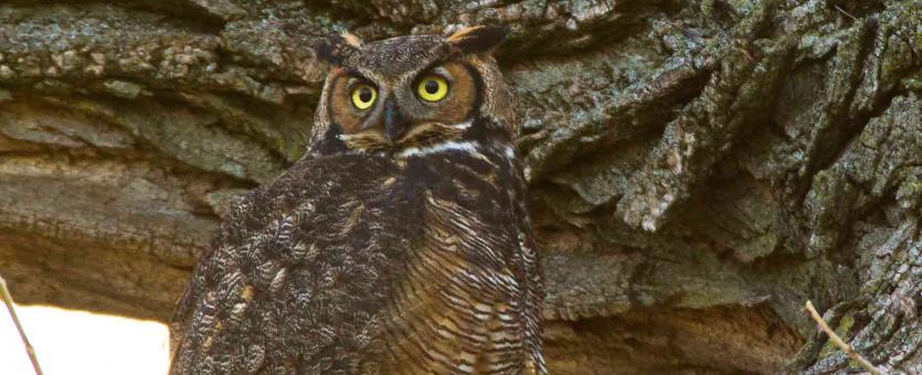 Photo of a great horned owl on a tree branch