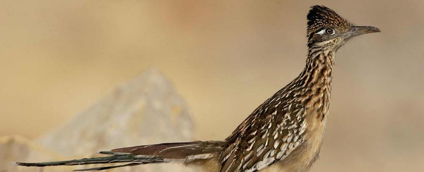 Photo of a greater roadrunner, side view