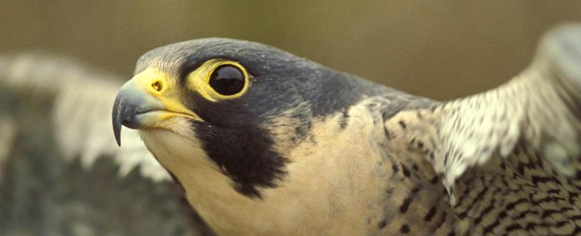 Closeup photo of head of peregrine falcon