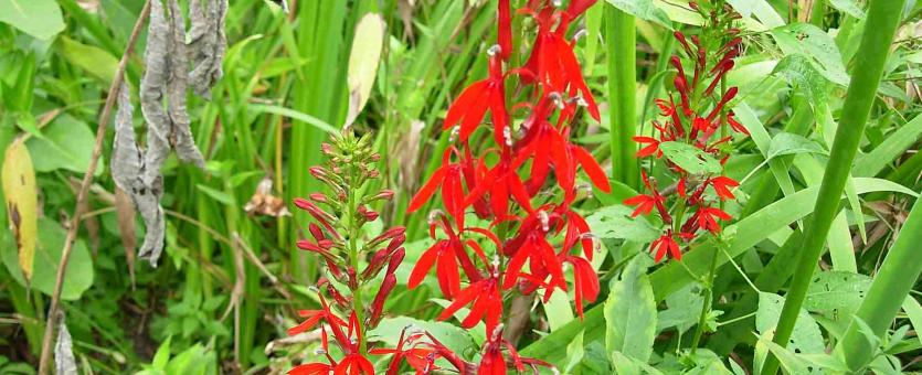 Photo of cardinal flower plants in flower