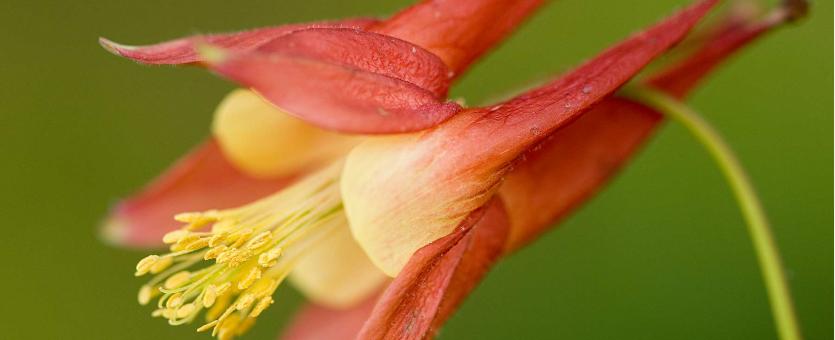 Photo of columbine flower closeup