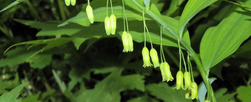 Photo of Solomon’s seal flowers and leaves