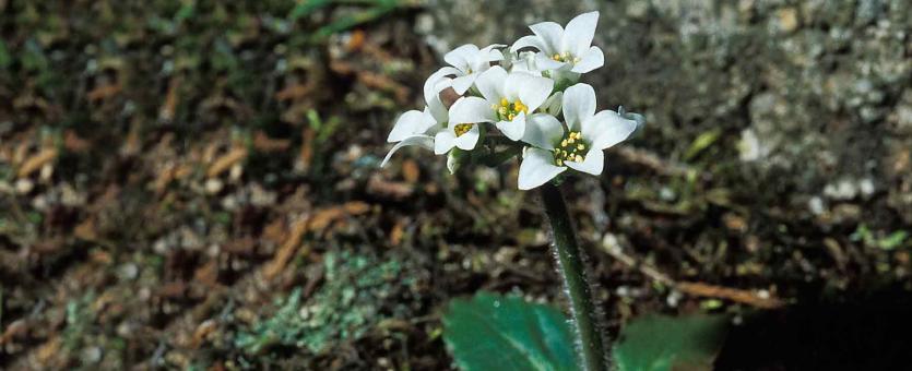 Photo of early saxifrage plant with flower