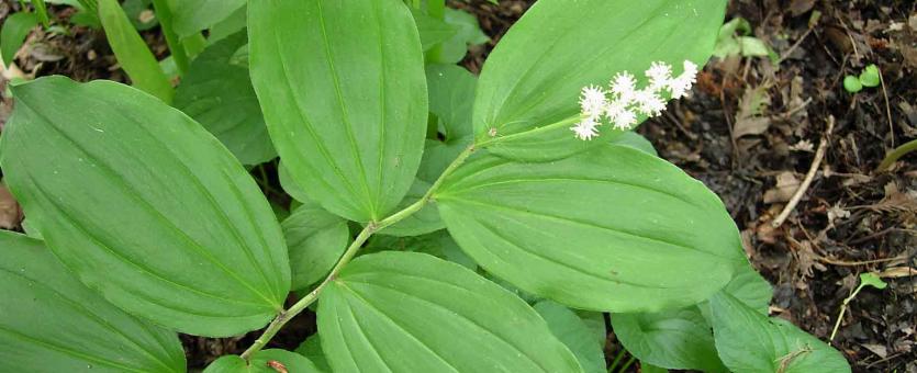 Photo of false Solomon's seal plant with flower cluster