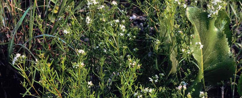 Photo of long-leaved bluets plants with flowers