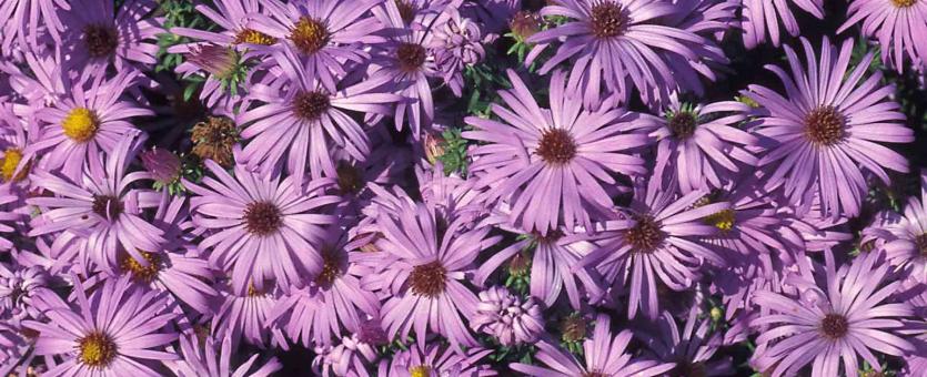 Photo of oblong-leaved aster showing masses of purple flowerheads