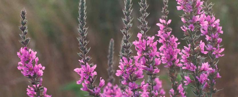 Photo of purple loosestrife flowering stalks showing purple flowers