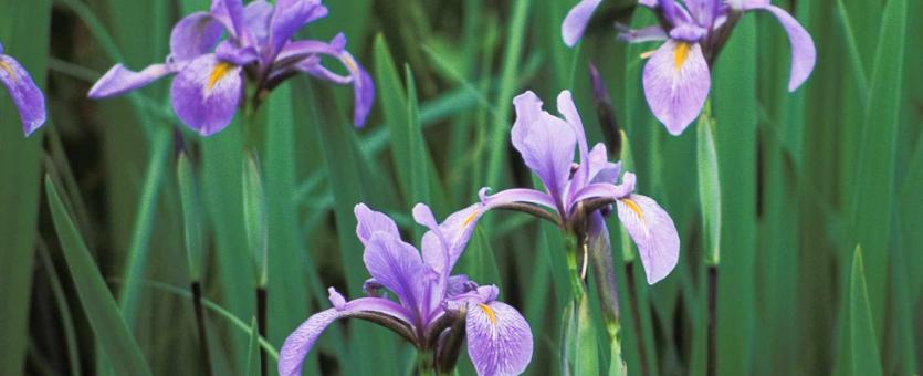 Photo of southern blue flag iris plants with flowers