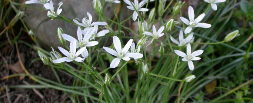 Star of Bethlehem cluster of plants with flowers