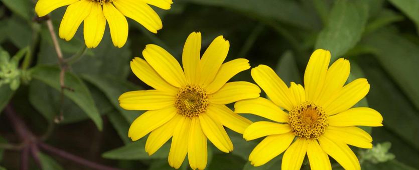 Photo of three ox-eye or false sunflower flowerheads