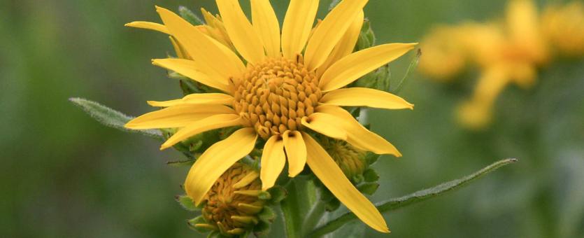 Photo of yellow crownbeard flowerhead.
