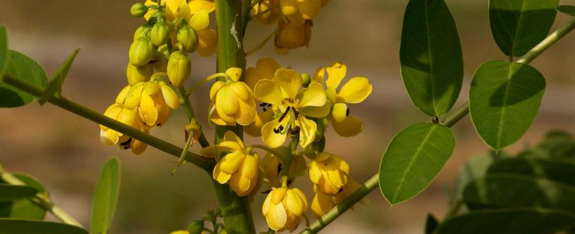 Photo of southern wild senna showing a flower cluster and a few leaflets.