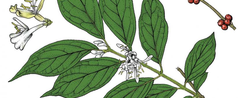 Illustration of bush honeysuckle leaves, flowers, fruit.