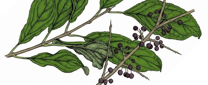 Illustration of common buckthorn leaves and fruits.
