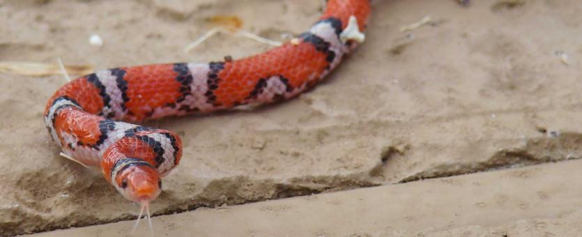 Photo of a northern scarletsnake on a rock surface in Georgia.