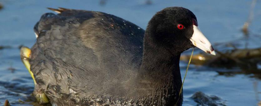 Photo of an American coot.