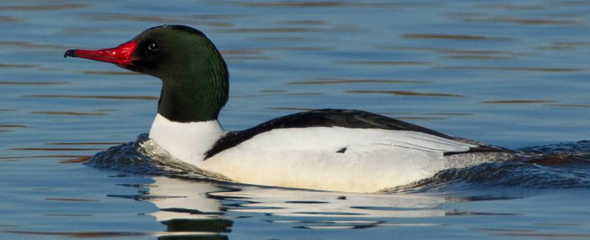 Photo of a male common merganser floating on water.