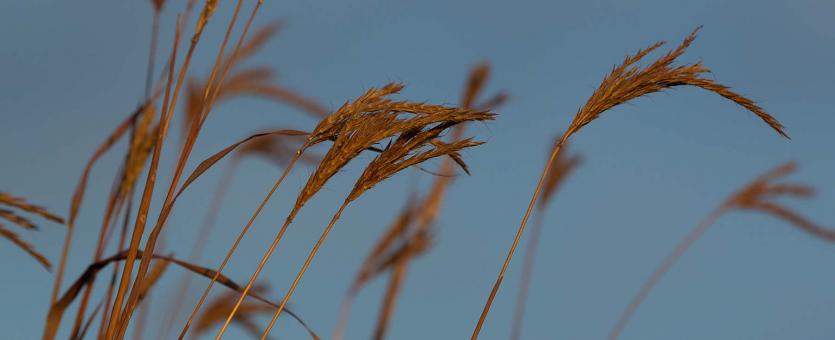 Photo of several big bluestem seed heads against a blue sky.