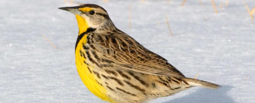 Photo of an eastern meadowlark, side view, on snowy ground.