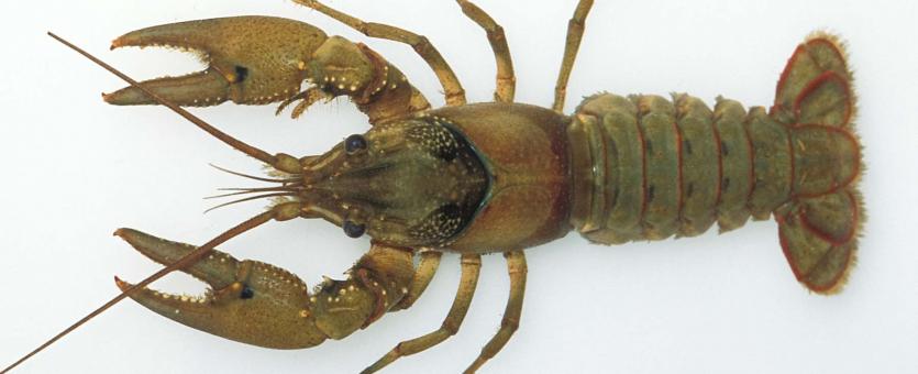 Photo of a spothanded crayfish viewed from above on white background.
