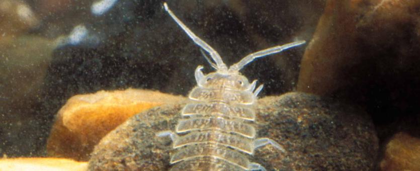 Photo of an aquatic isopod in an aquarium, crawling on a rock.