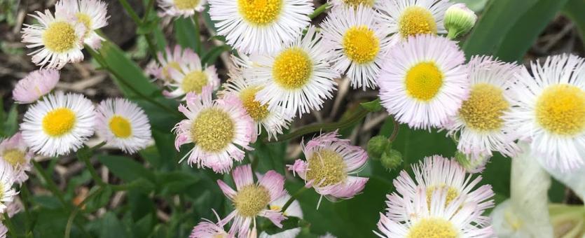 A cluster of white flowers with pink-tinged tips around a yellow daisylike center.