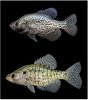 black (top) and white (bottom) crappie